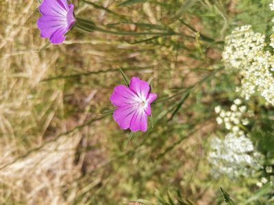 Agrostemma githago, photographed by Roland Godon