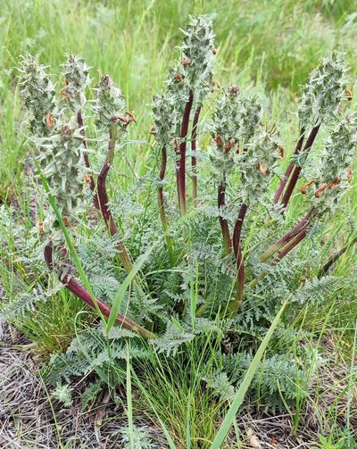 Pedicularis dasystachys, photographed by Yurii Basov