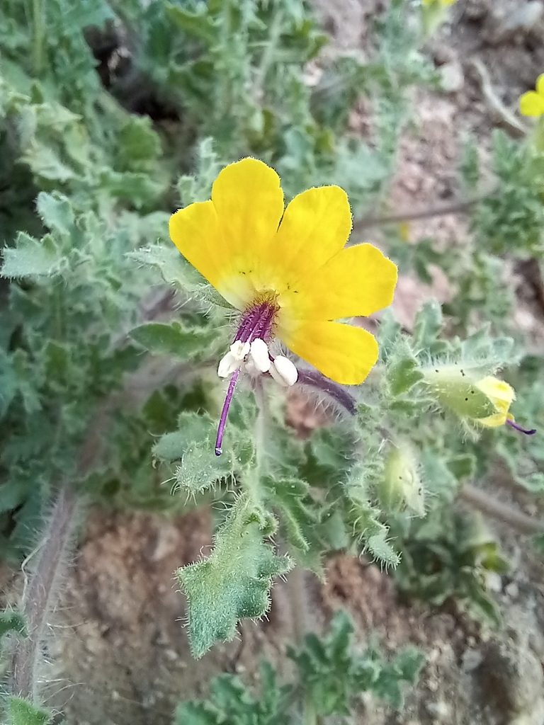Hyoscyamus senecionis, photographed by موسی مزینانیان Mousa Mazinanian