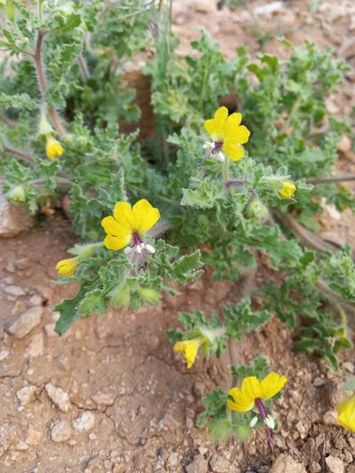 Hyoscyamus senecionis, photographed by موسی مزینانیان Mousa Mazinanian