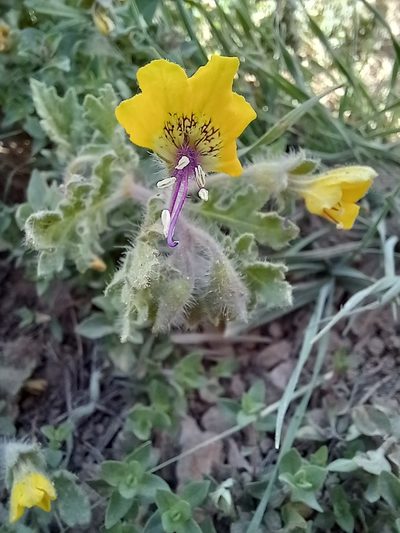 Hyoscyamus senecionis, photographed by موسی مزینانیان Mousa Mazinanian