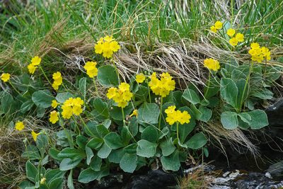 Primula auricula, photographed by Attila Oláh