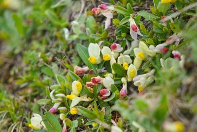 Polygaloides chamaebuxus, photographed by Attila Oláh