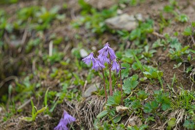 Soldanella alpina, photographed by Attila Oláh