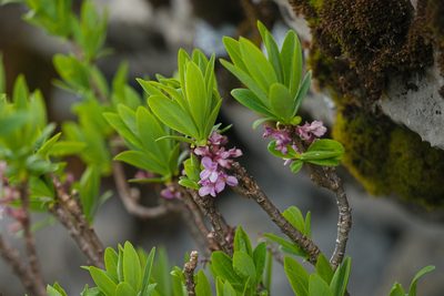 Daphne mezereum, photographed by Attila Oláh