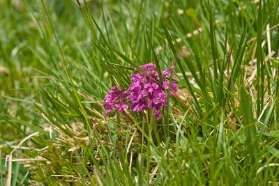 Pedicularis verticillata, photographed by Attila Oláh