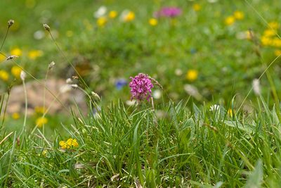 Pedicularis verticillata, photographed by Attila Oláh