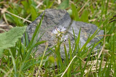 Astragalus alpinus, photographed by Attila Oláh