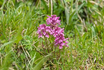 Pedicularis verticillata, photographed by Attila Oláh