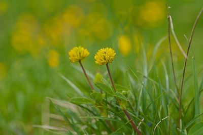Trifolium badium, photographed by Attila Oláh