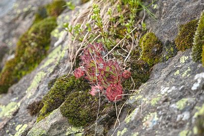 Sempervivum tectorum, photographed by Attila Oláh