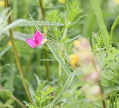 Lathyrus nissolia, photographed by Jerry Lanfear
