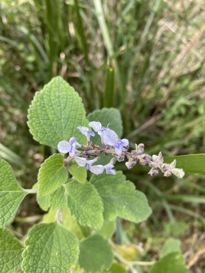 Coleus argentatus, photographed by Greg Tasney