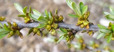 Hippophae rhamnoides, photographed by Алексей Ябс