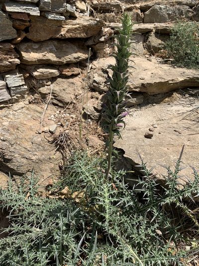 Acanthus spinosus, photographed by pavlaki1968