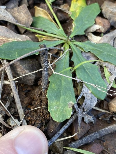 Goodenia glabra, photographed by Greg Tasney
