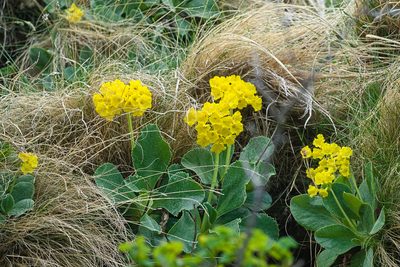 Primula auricula, photographed by Attila Oláh