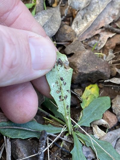 Goodenia glabra, photographed by Greg Tasney