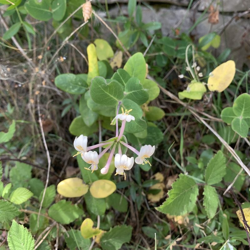 Lonicera implexa, photographed by Jan Sheppard