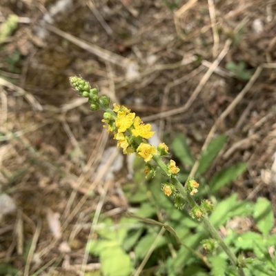 Agrimonia eupatoria, photographed by Jan Sheppard