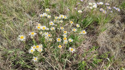 Aster alpinus, photographed by Svyatoslav Knyazev