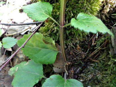 Lamium galeobdolon, photographed by Екатерина Войнова