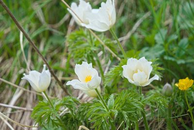 Pulsatilla alpina, photographed by Attila Oláh
