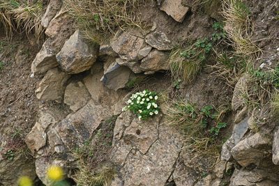 Ranunculus alpestris, photographed by Attila Oláh