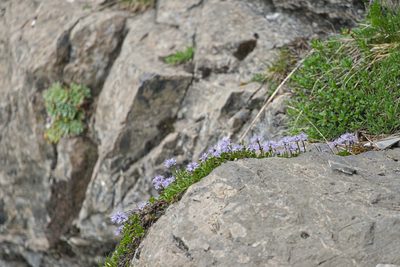 Globularia cordifolia, photographed by Attila Oláh