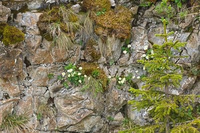 Ranunculus alpestris, photographed by Attila Oláh