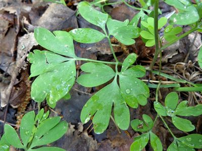 Corydalis solida, photographed by Екатерина Войнова