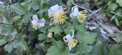 Clematis brachiata, photographed by Karen Eichholz