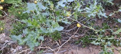 Solanum linnaeanum, photographed by Karen Eichholz