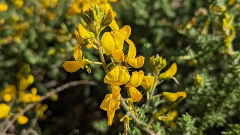 Adenocarpus viscosus, photographed by Charlotte Kirchner