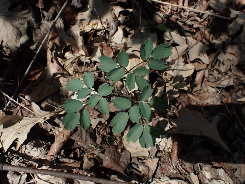 Thalictrum dasycarpum, photographed by Mary Krieger