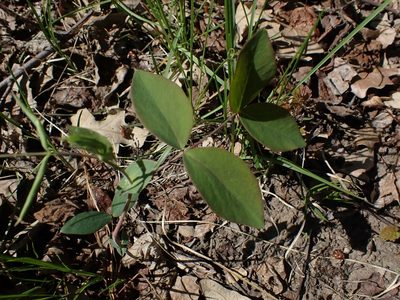 Lathyrus ochroleucus, photographed by Mary Krieger