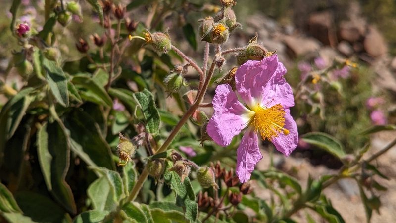 Cistus symphytifolius, photographed by Charlotte Kirchner