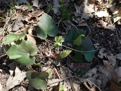 Heuchera richardsonii, photographed by Mary Krieger