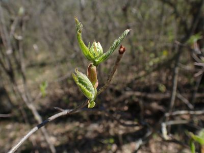 Viburnum rafinesqueanum, photographed by Mary Krieger