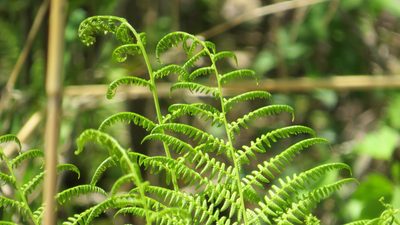 Athyrium angustum, photographed by Marilynn Miller