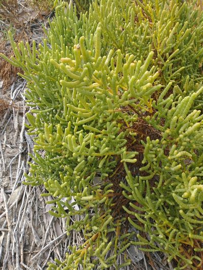 Salicornia bigelovii, photographed by Juan Cruzado Cortés