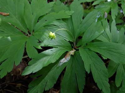 Anemonoides ranunculoides, photographed by Екатерина Войнова
