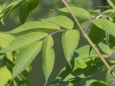 Sambucus sibirica, photographed by Marina Potapova