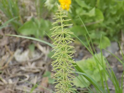 Equisetum pratense, photographed by Marina Potapova