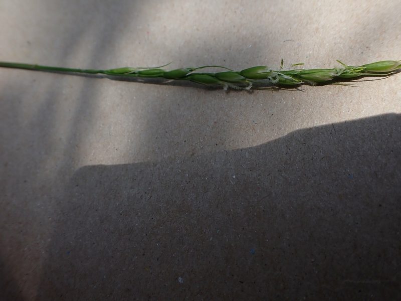 Oryzopsis asperifolia, photographed by Mary Krieger