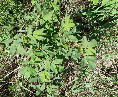 Rosa glabrifolia, photographed by Yurii Basov