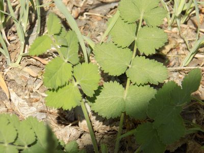 Pimpinella saxifraga, photographed by Marina Potapova