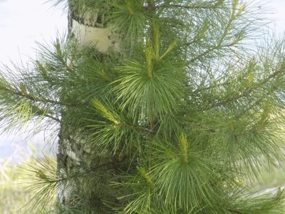Pinus sibirica, photographed by Marina Potapova