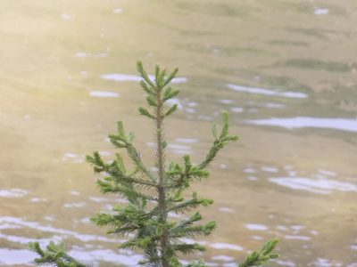 Abies sibirica, photographed by Marina Potapova