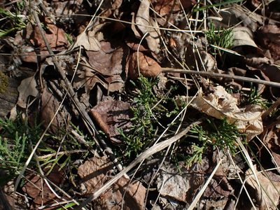 Juniperus horizontalis, photographed by Mary Krieger